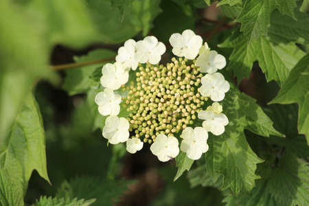 Hydrangea Flower Macroの写真素材