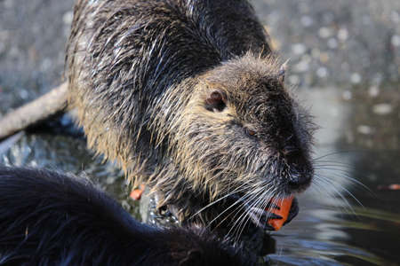 Nutria eats a tubeの写真素材