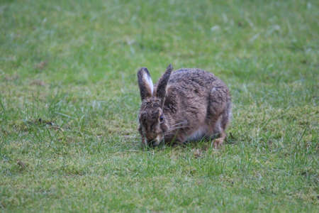 Rabbit eats green grass