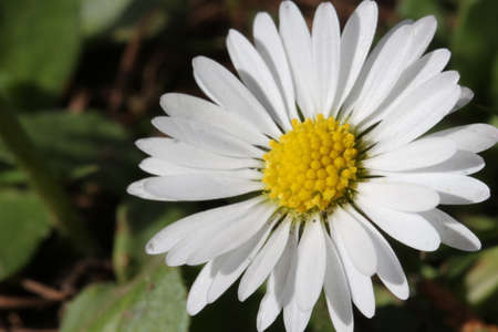 White Daisy Macroの写真素材