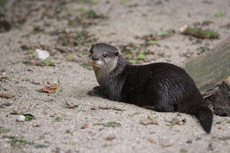 Otter in the Zooの写真素材