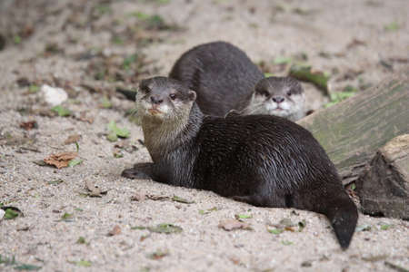 Two Otters looking at you