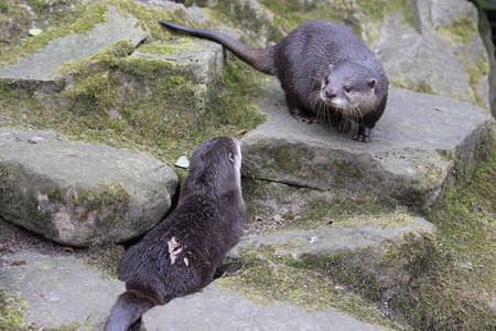 Lolling Otters on the Rock