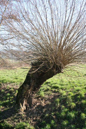 Pollard Willow in the Springの写真素材