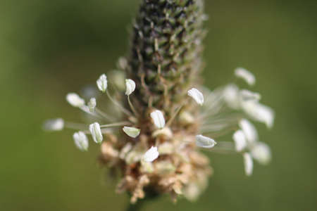 Flowering grass macroの写真素材
