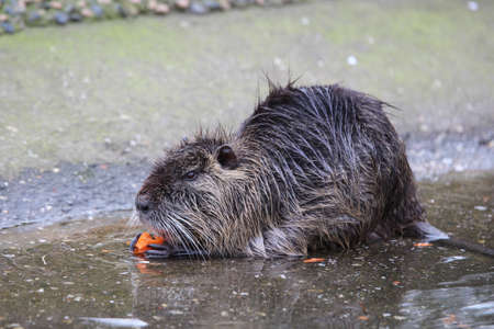 Nutria eats a carrotの写真素材