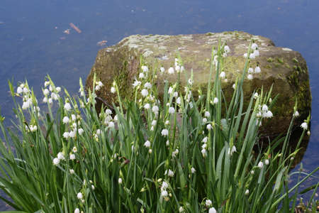 Lily in the valley in front of a rock in waterの写真素材