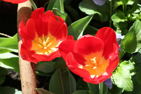 Two red tulips macroの写真素材