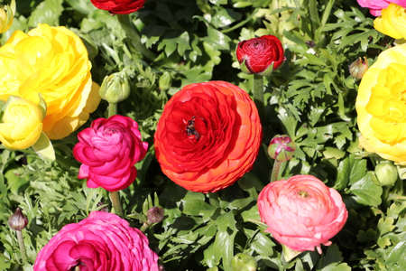 Red, pink and yellow ranunculusの写真素材