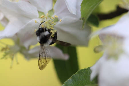 Bee at fruit tree blossom macroの写真素材