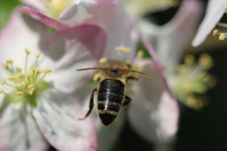 Bee at fruit tree blossom macro