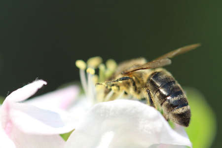 Bee at fruit tree blossom macro