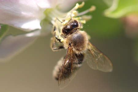 Bee at fruit tree blossom macroの写真素材