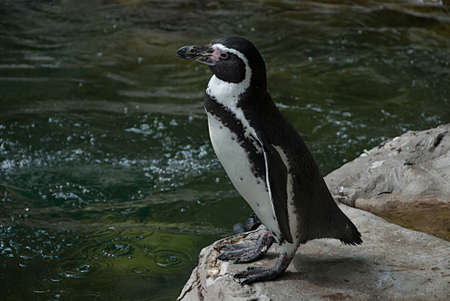 Humboldt penguin before the  jump into the waterの写真素材