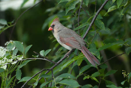 A female northern cardinal sitting on a tree branchの写真素材