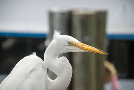 Portrait of a Great Egret, Florida, USA