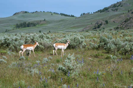 The mountain pasture with two grazing antelopes, Wyoming, USAの写真素材