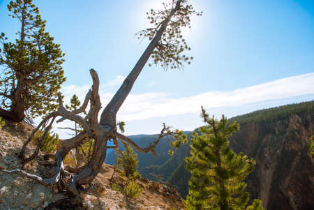 Erosion opened the root of pine trees growing on the crest of the Grand Canyon of the Yellowstoneの写真素材