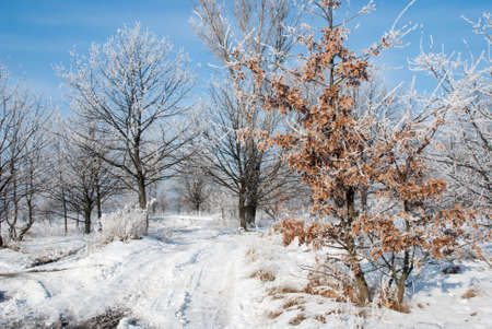 Winter road winding between trees covered with hoarfrostの写真素材
