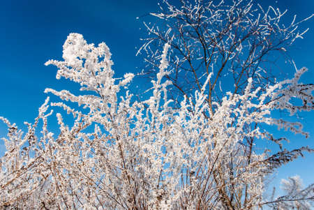 Bushes covered beautiful hoarfrost on a background of blue sky