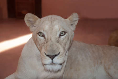The lioness intently looks at the photographerの写真素材