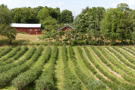 Rows of bilberry bushes on a farmer's fieldの写真素材