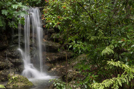Wet from summer rain leaves on the background of Rainbow Falls, Florida, USA