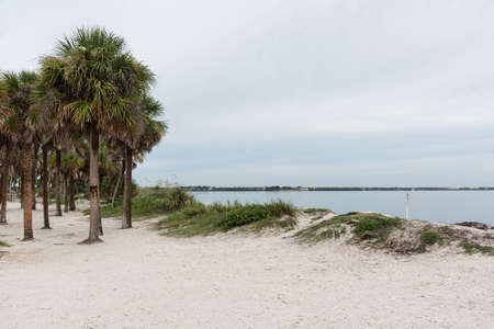 A grove of palm trees on the sandy shore of the Gulf of Mexico, Florida, USAの写真素材
