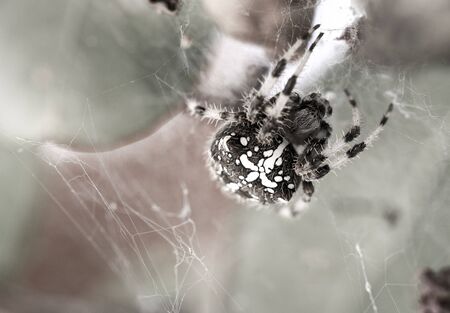 The Orb Spider (Araneus diadematus), a female who leaves in my back yard, Braga, Portugal.の写真素材