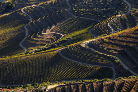 The Douro Valley beautiful endless lines of Vineyards, in Sao Joao da Pesqueira, Viseu, Portugal.