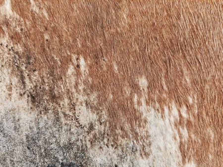 A high-resolution close-up photo showing the natural texture of brown cowhide. The image captures the fine details of the animal's fur, showcasing the soft reddish-brown hair patterns. Ideal for rustic backgrounds, leather industry concepts, or textile design textures.の写真素材