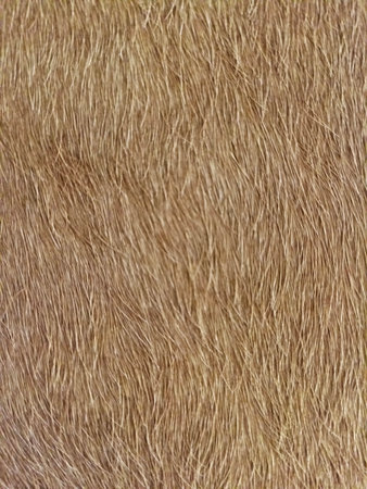 A high-resolution close-up photo showing the natural texture of brown cowhide. The image captures...