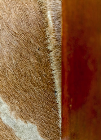 A high-resolution close-up photo showing the natural texture of brown cowhide. The image captures the fine details of the animal's fur, showcasing the soft reddish-brown hair patterns. Ideal for rustic backgrounds, leather industry concepts, or textile design textures.の写真素材