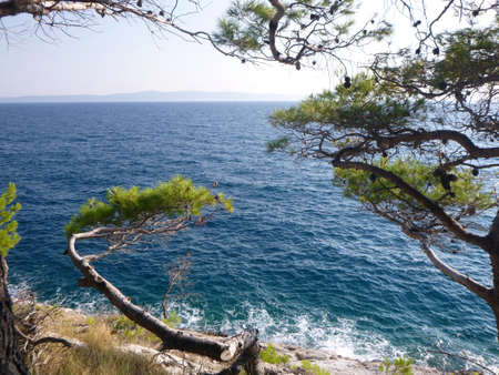 Pines on seacoast. |の写真素材