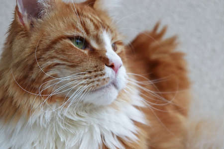 Our pensive Maine Coon cat poses in front of a photo cameraの写真素材