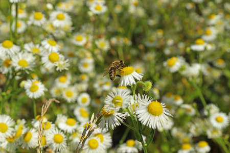 Bee on a chamomile and a flowering meadow.の写真素材