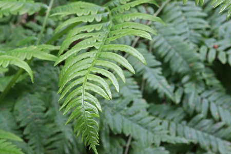 Nice forest ferns in Czech republic.の写真素材