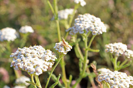 Meadow grasshopper on yarrow.の写真素材