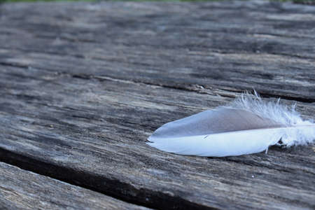 Lost bird feathers laid on a wooden benchの写真素材