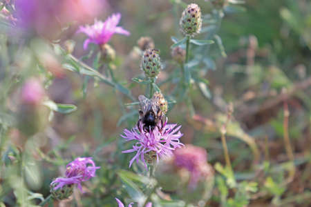 Bumblebee on a flower.の写真素材