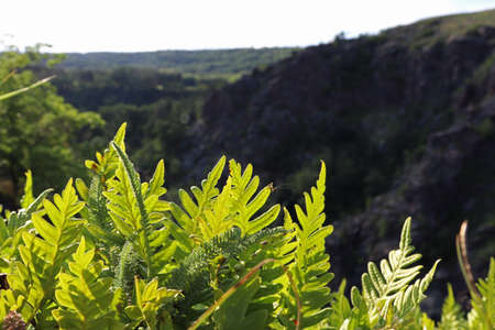Dwarf fern on top of a rock overlooking the valley.の写真素材