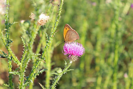 The butterfly feeds on thistle nectarの写真素材