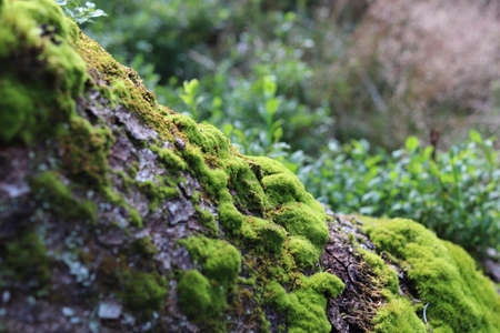 Green moss close-up on a tree trunk in mountain forest.の写真素材