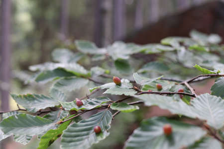 Larvae mikiola fagi on beech leaves in mountain forest.の写真素材
