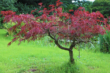 Ornamental maple - Acer palmatum on palace garden.の写真素材