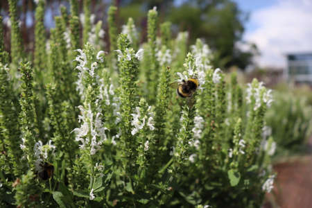 Bumblebee on a white flower in the parkÂ´s garden.の写真素材