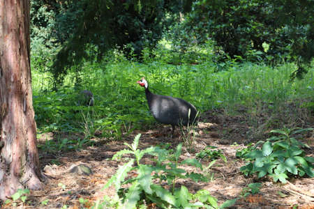 Domesticated guinea fowl lives freely in a public park.の写真素材