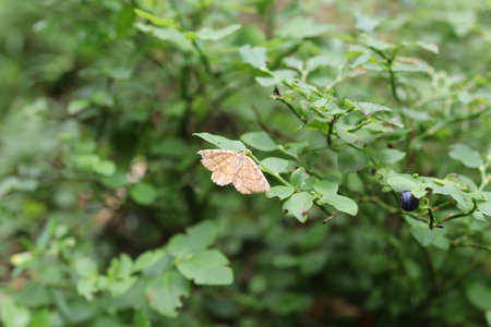 Butterfly tegania trimaculata resting on a leaf of a blueberry bush.の写真素材