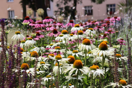 Beautiful field of flowers in the park.の写真素材