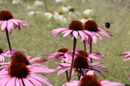 Nice field of flowers in the park. Flying bumblebee comes for nectar.の写真素材